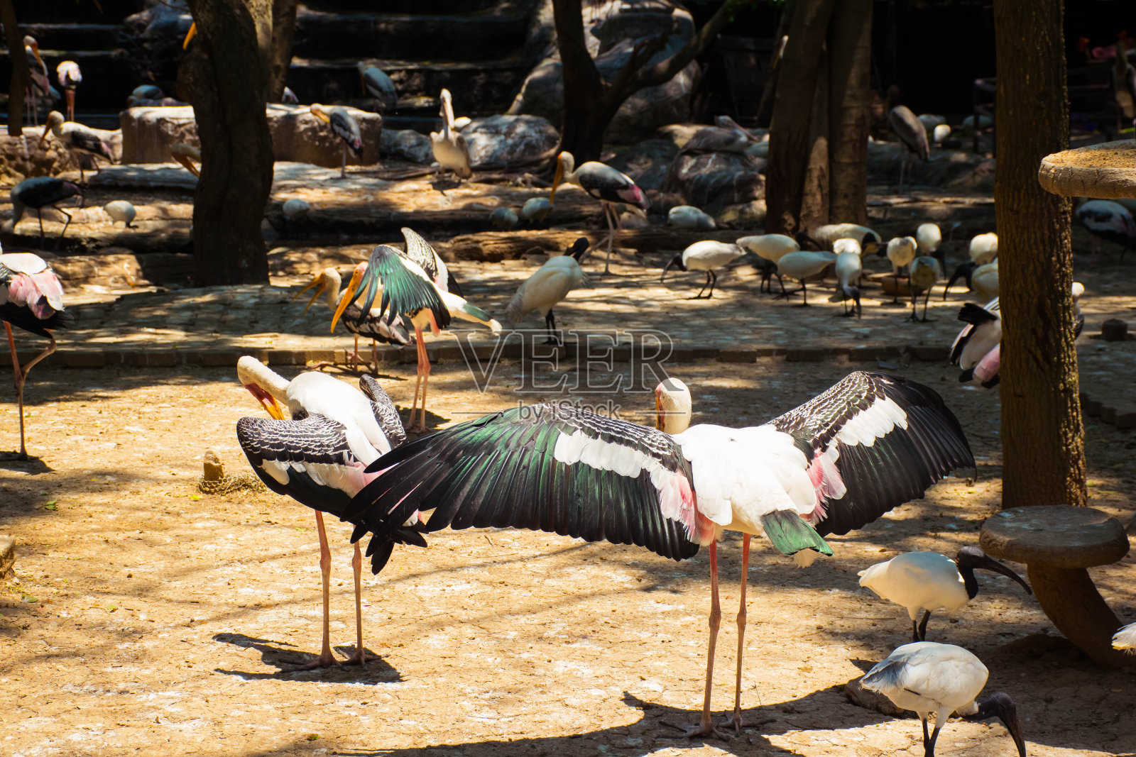 鸟儿张开翅膀晒太阳。照片摄影图片