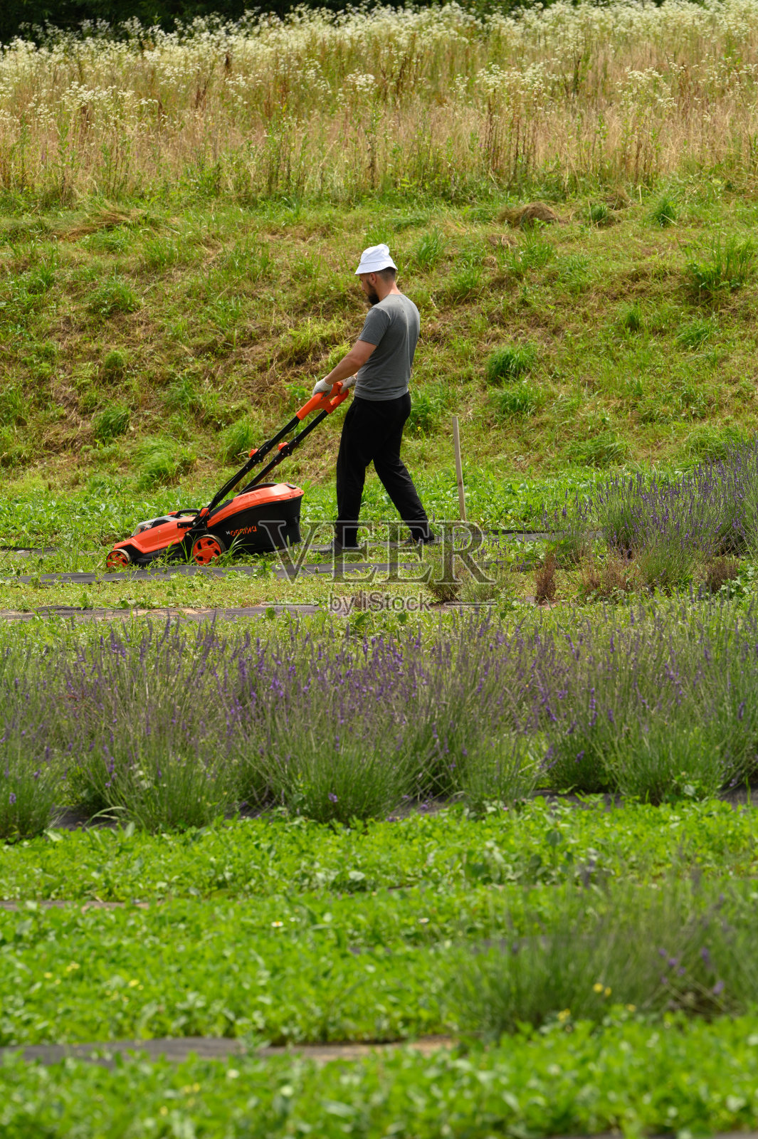 一个薰衣草田，一个园丁在割草，照顾薰衣草田。照片摄影图片