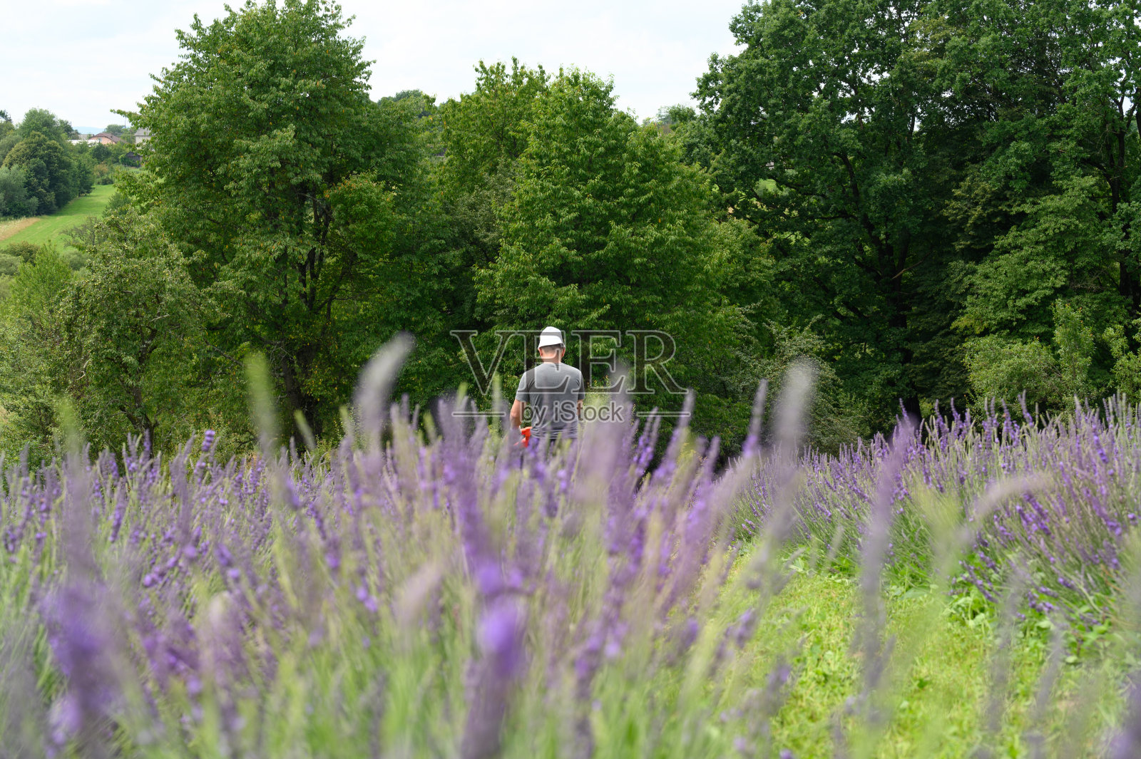 一个男人穿着白色巴拿马衫，背景是薰衣草花照片摄影图片