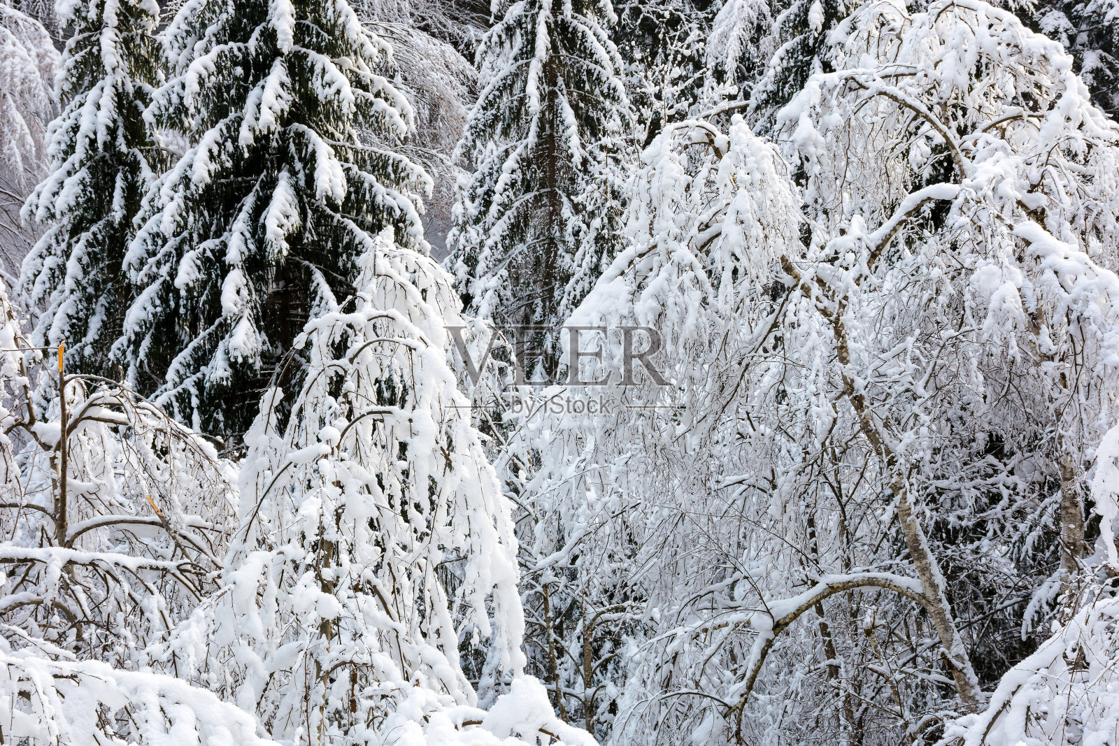 森林茂密，覆盖着积雪照片摄影图片