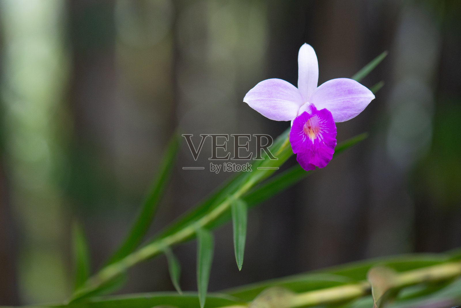 兰花照片摄影图片