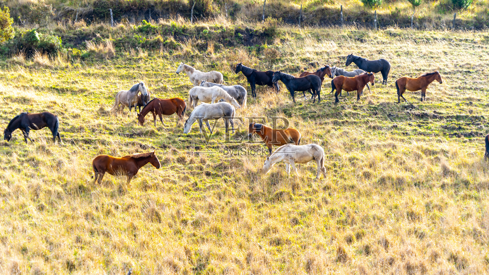山上的马场照片摄影图片