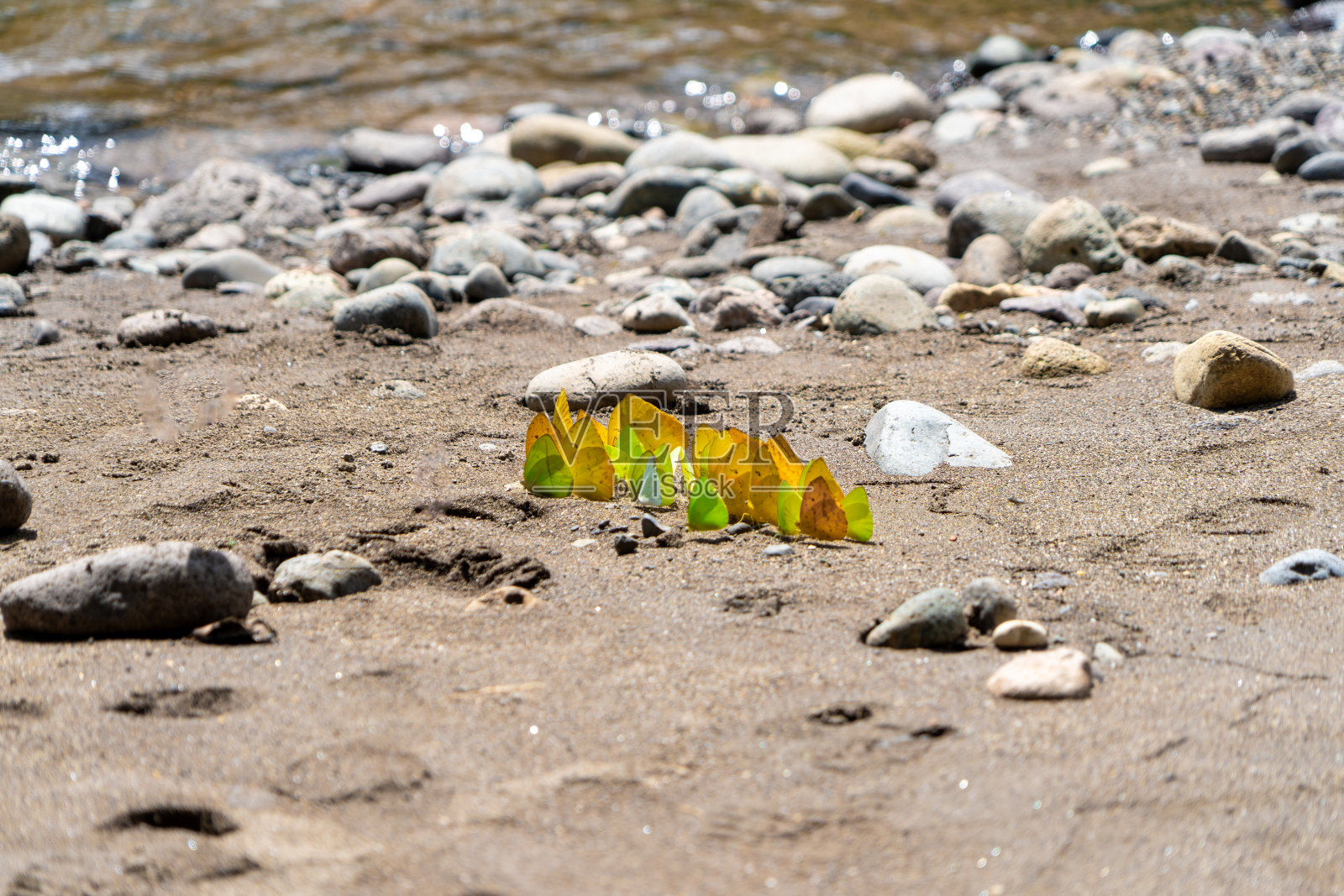 河边有绿色和黄色的蝴蝶照片摄影图片