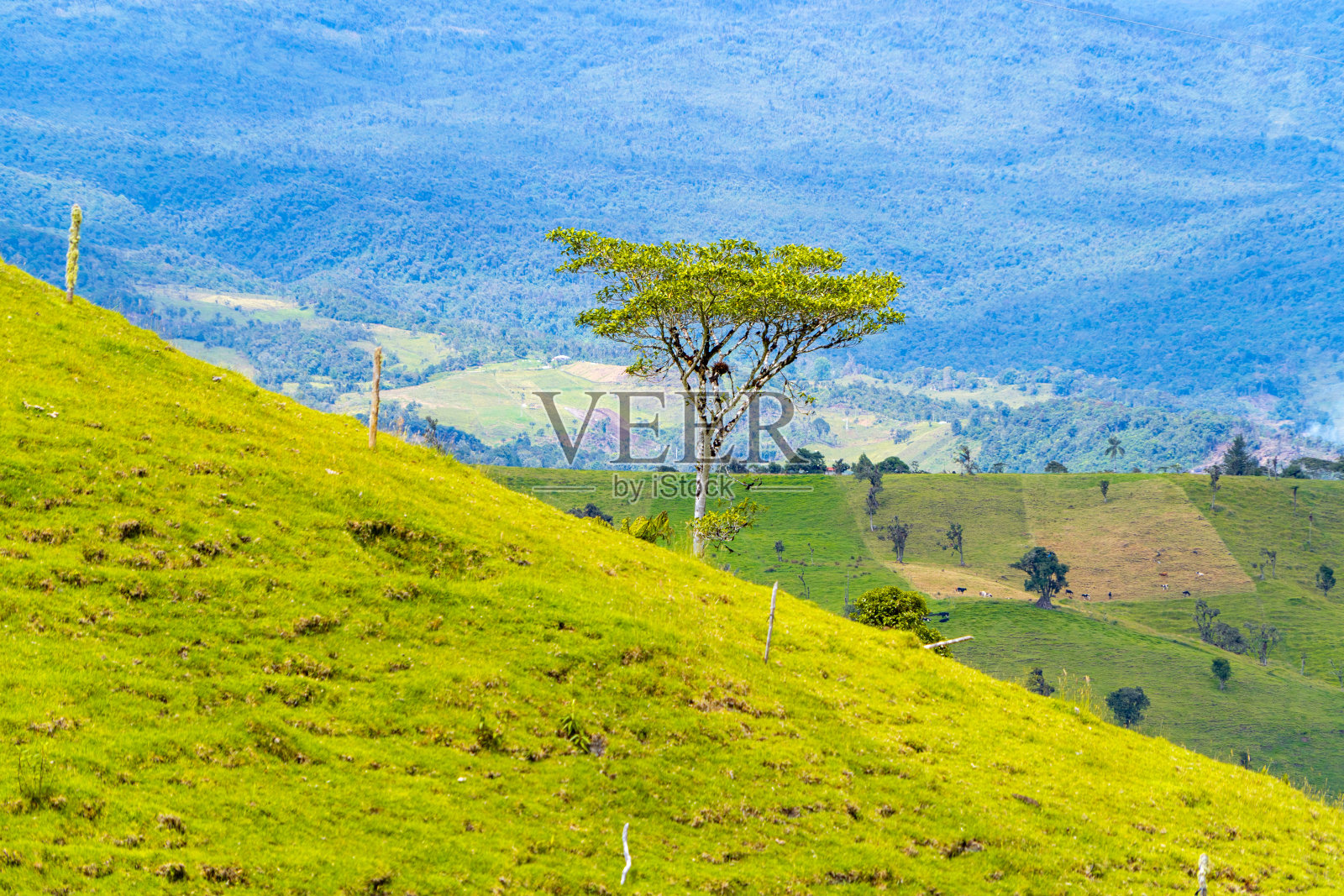 农业和畜牧业，高山和青山照片摄影图片