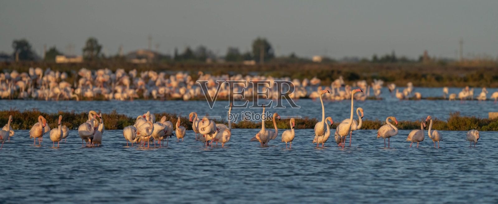 埃布罗河三角洲泻湖上的大火烈鸟照片摄影图片