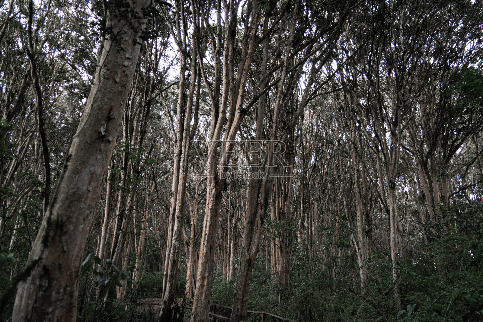 在森林中央的小路上，到处都是高大的古树照片摄影图片