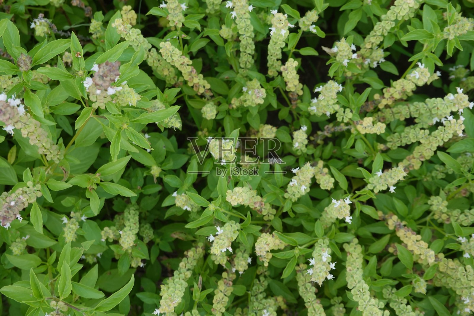 罗勒草叶食花照片摄影图片