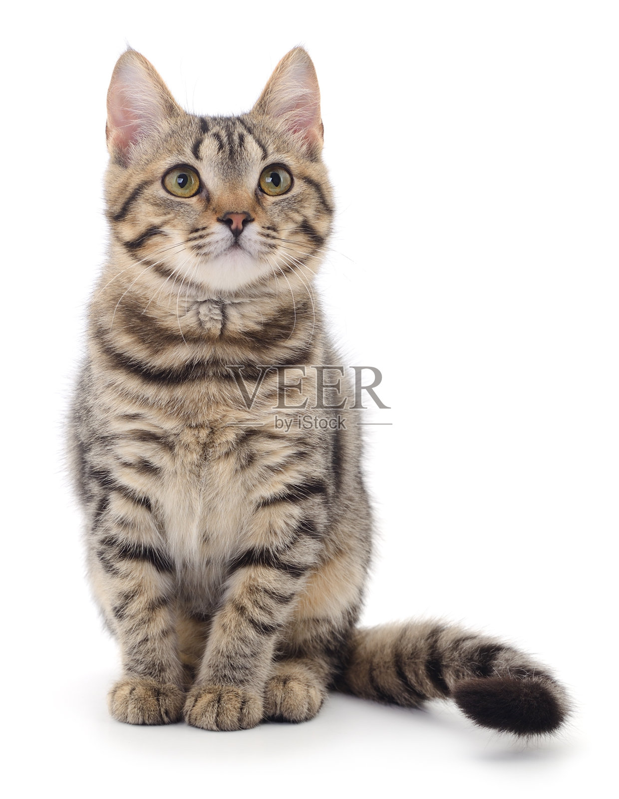 白色背景上的小猫。照片摄影图片