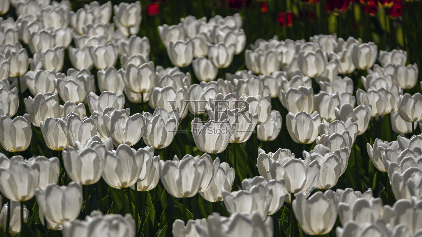 在春天早晨的阳光下，雪白的郁金香绽放着花蕾。照片摄影图片