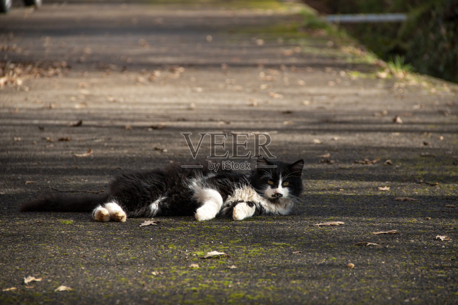 在农村生活的家猫照片摄影图片