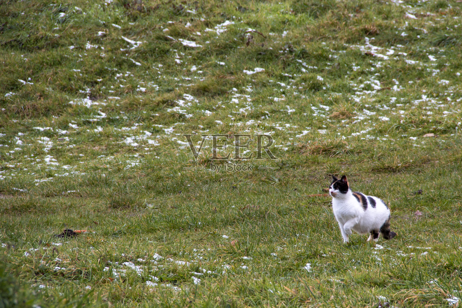 在农村生活的家猫照片摄影图片