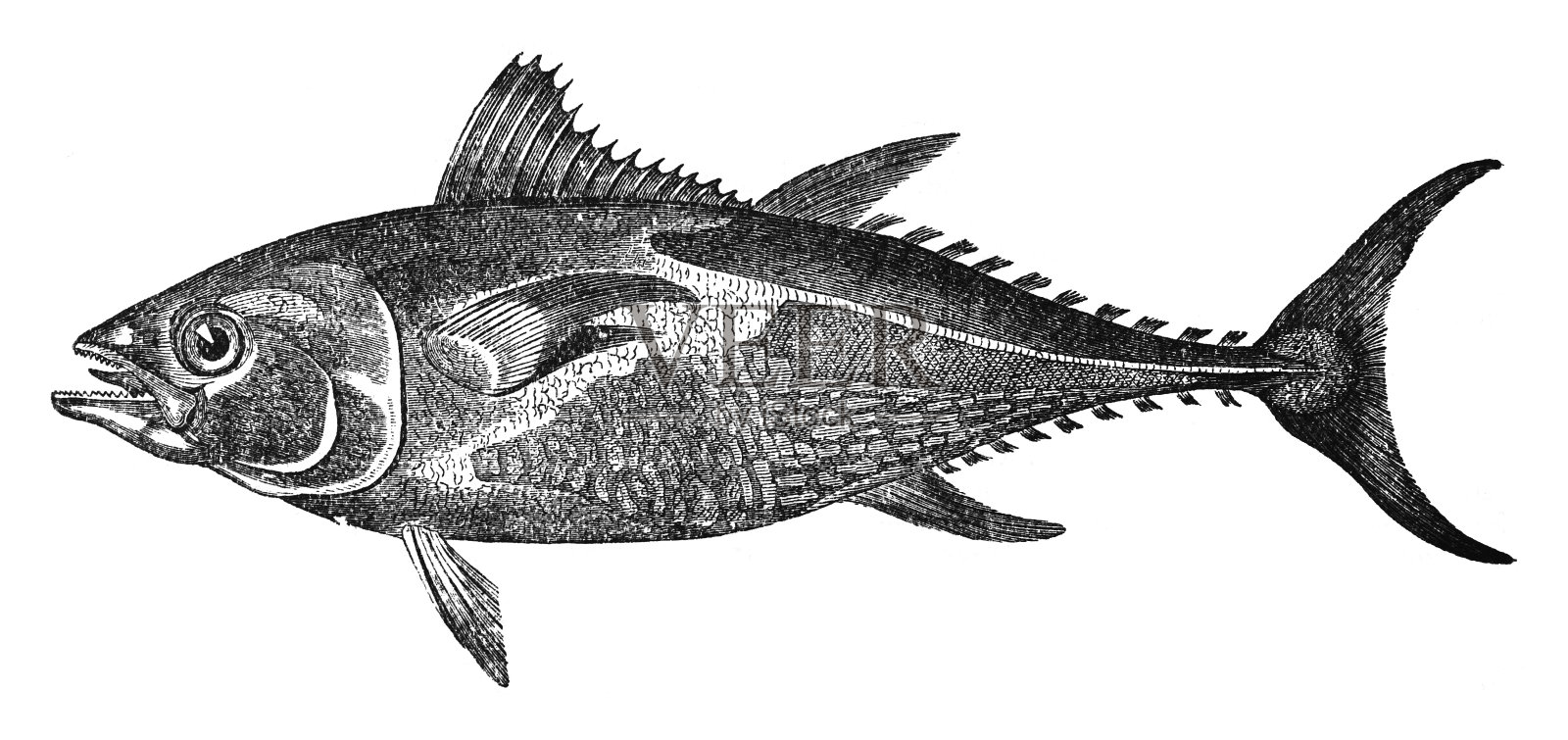 大西洋蓝鳍金枪鱼或金枪鱼(Thunnus thynnus) -复古雕刻插图孤立在白色背景上插画图片素材