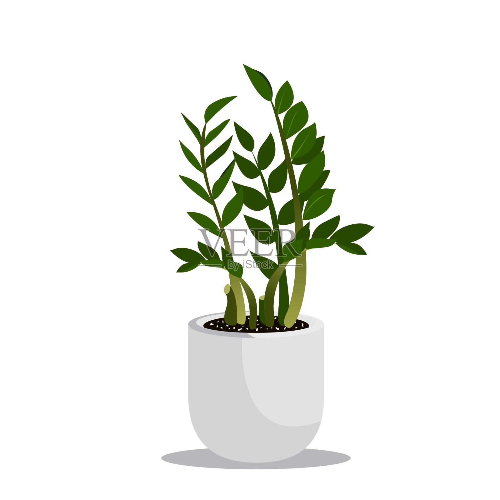 zamioculcas插画图片素材