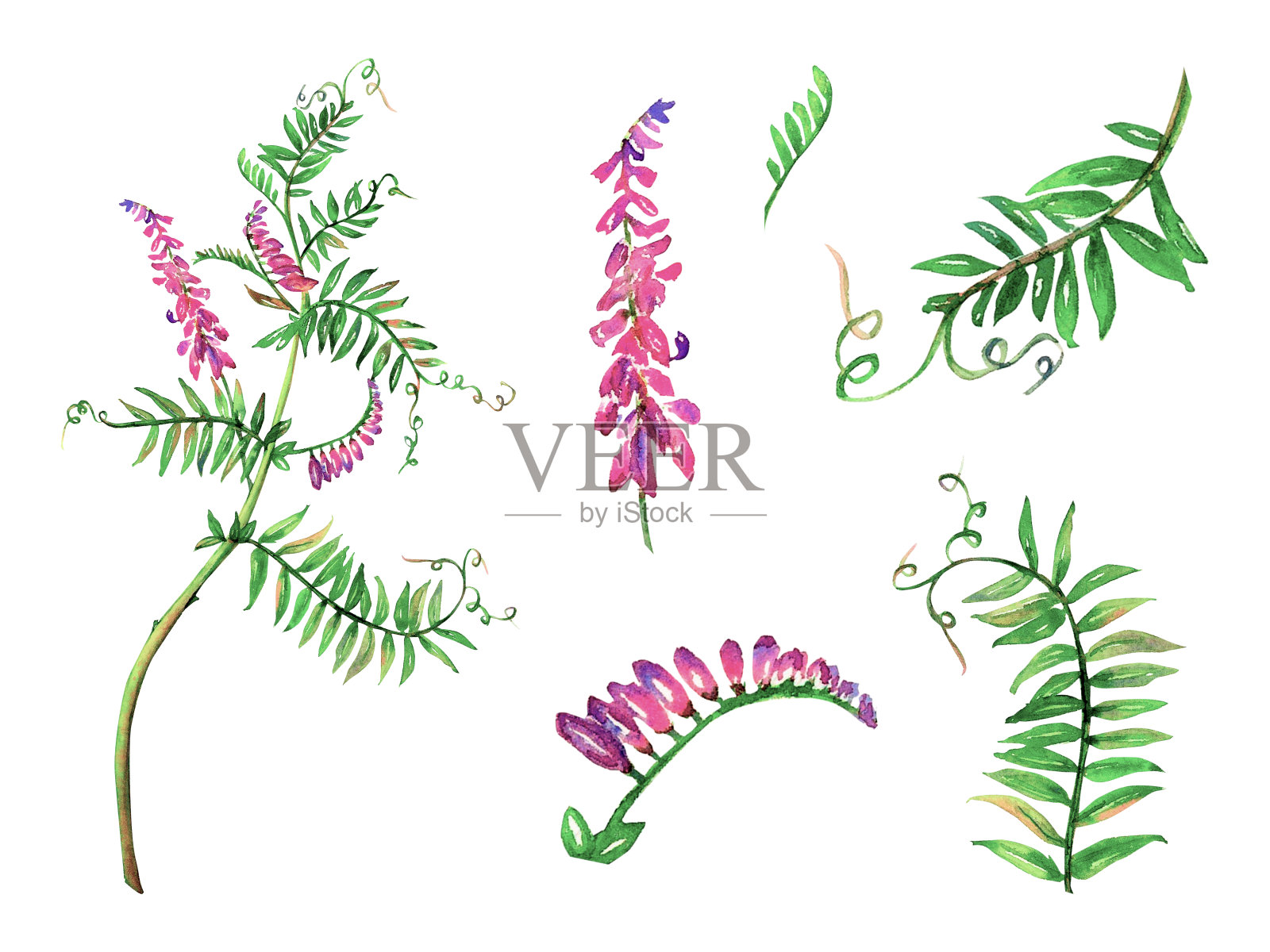 鼠豆花水彩花卉插图。在白色背景上孤立的紫色枝。草地野花植物自然手绘插画图片素材