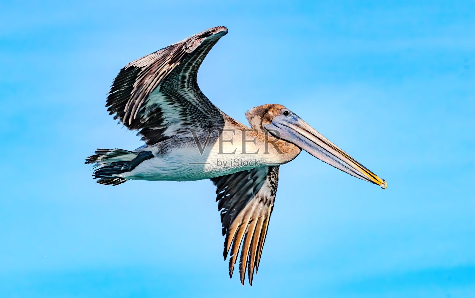 佛罗里达观鸟和远足照片摄影图片