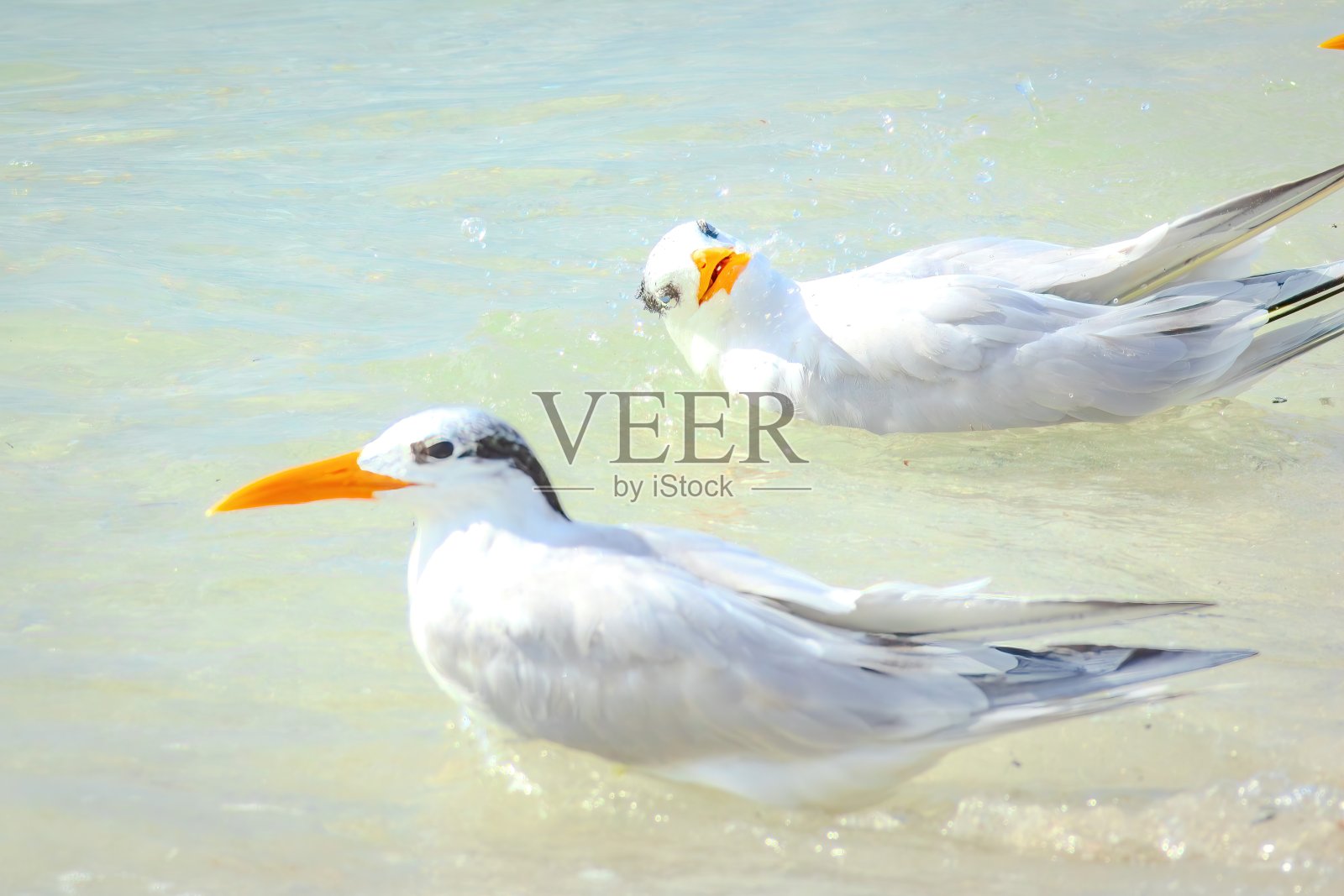 佛罗里达观鸟和远足照片摄影图片