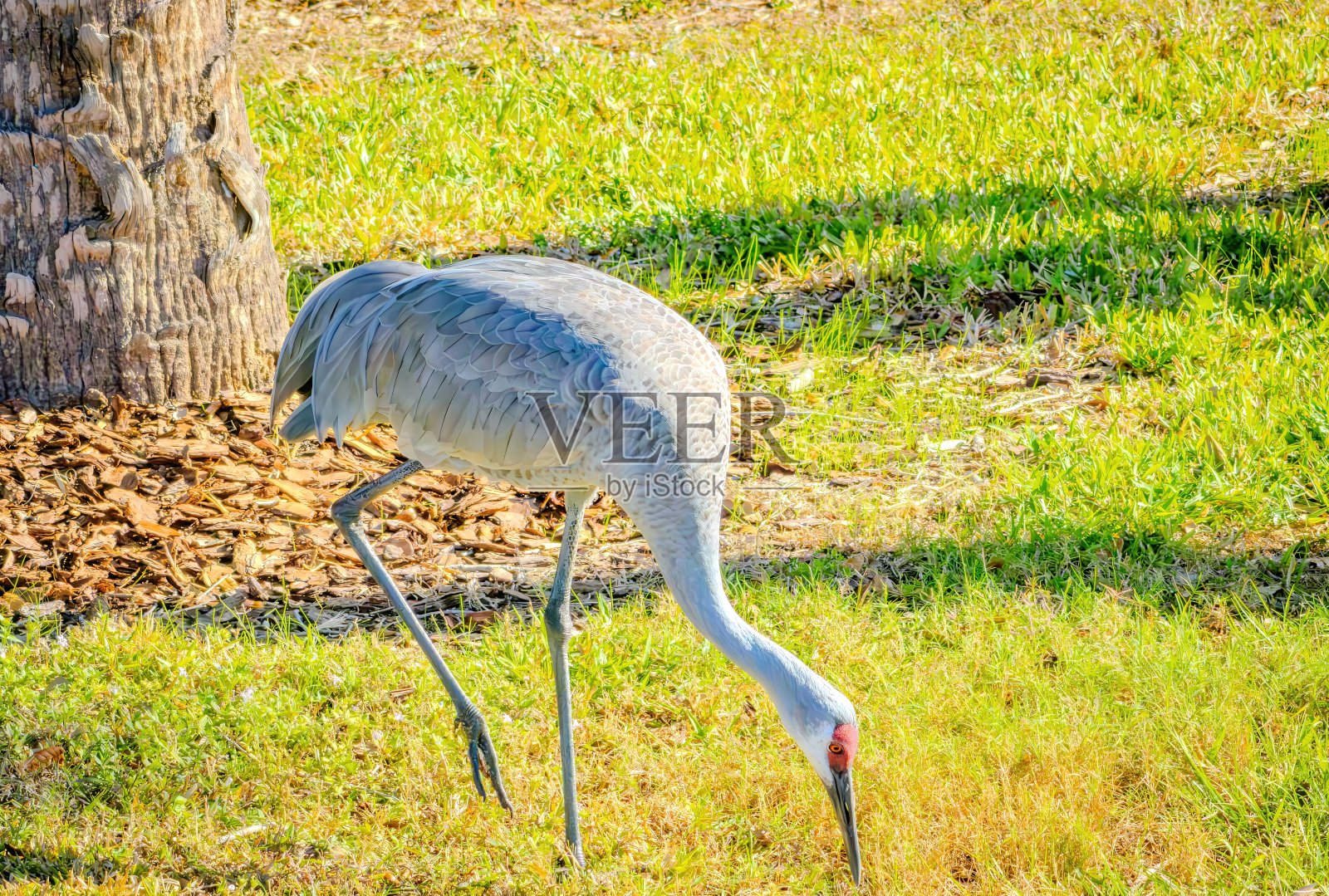 佛罗里达观鸟和远足照片摄影图片