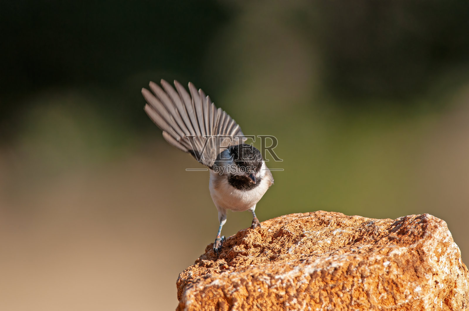 岩石上阴沉的山雀(Poecile lugubris)模糊和自然背景。又小又可爱，会唱歌的鸟。打开翅膀。照片摄影图片