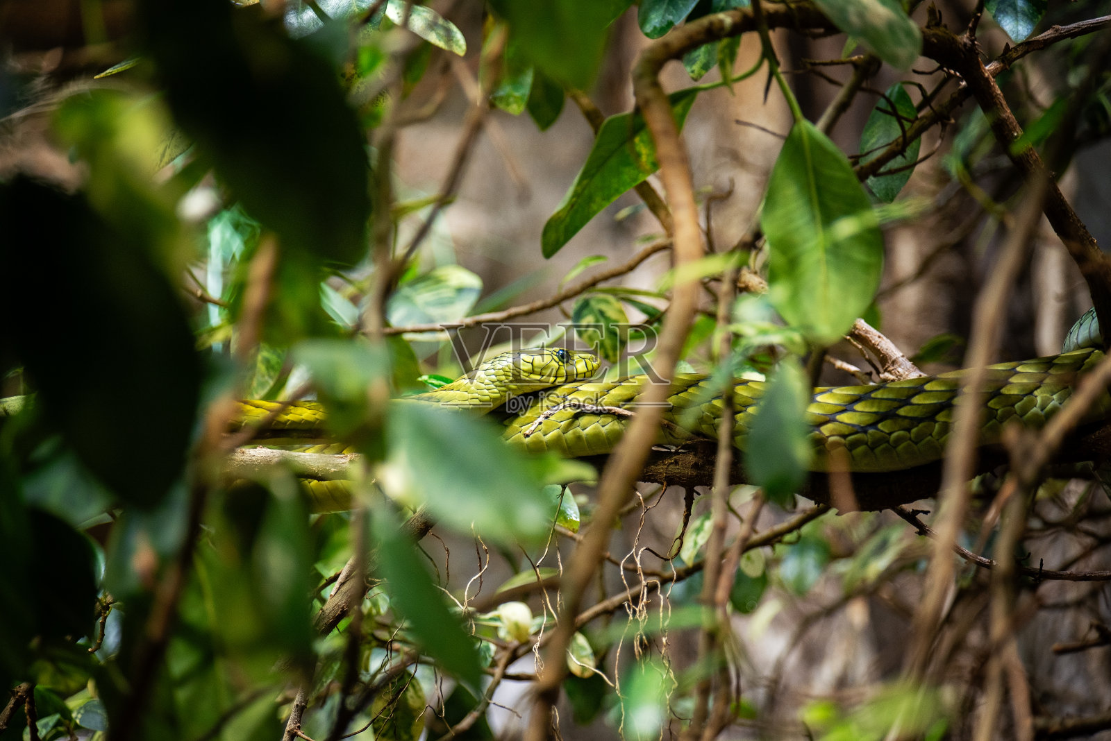 蛇躲在树上照片摄影图片