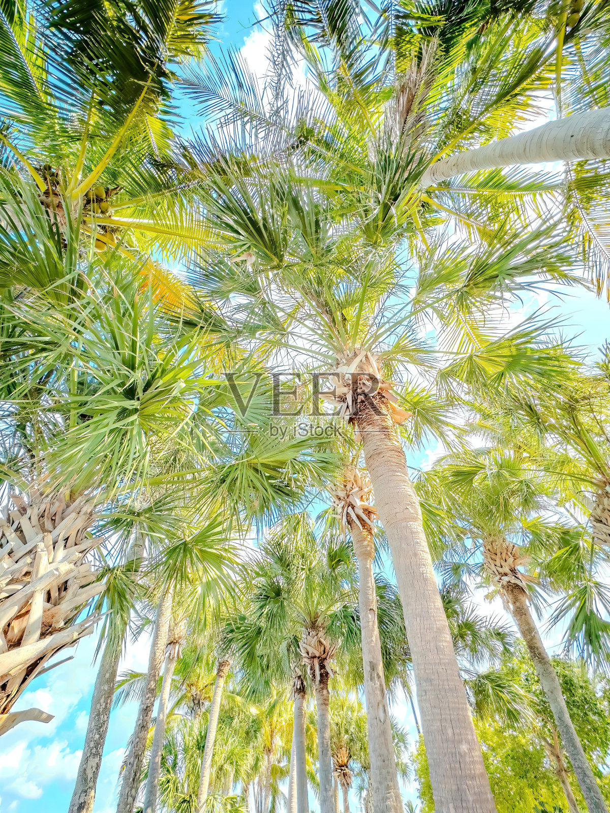 佛罗里达观鸟和远足照片摄影图片