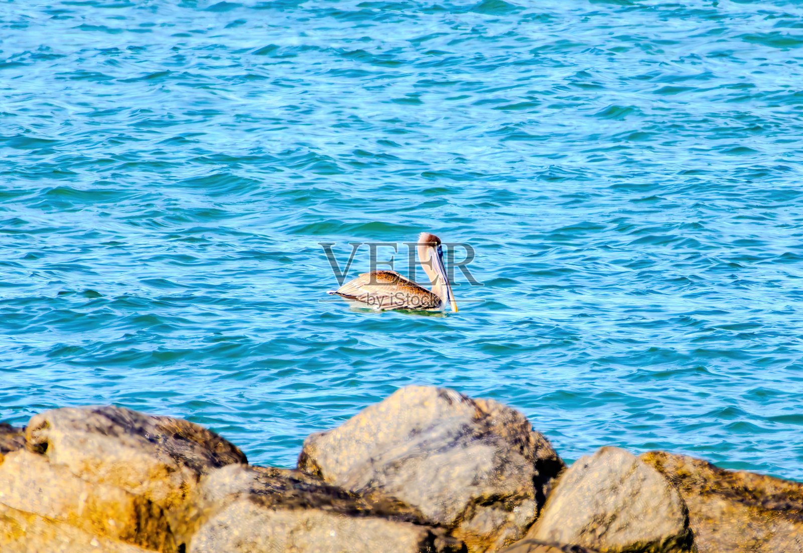 佛罗里达观鸟和远足照片摄影图片