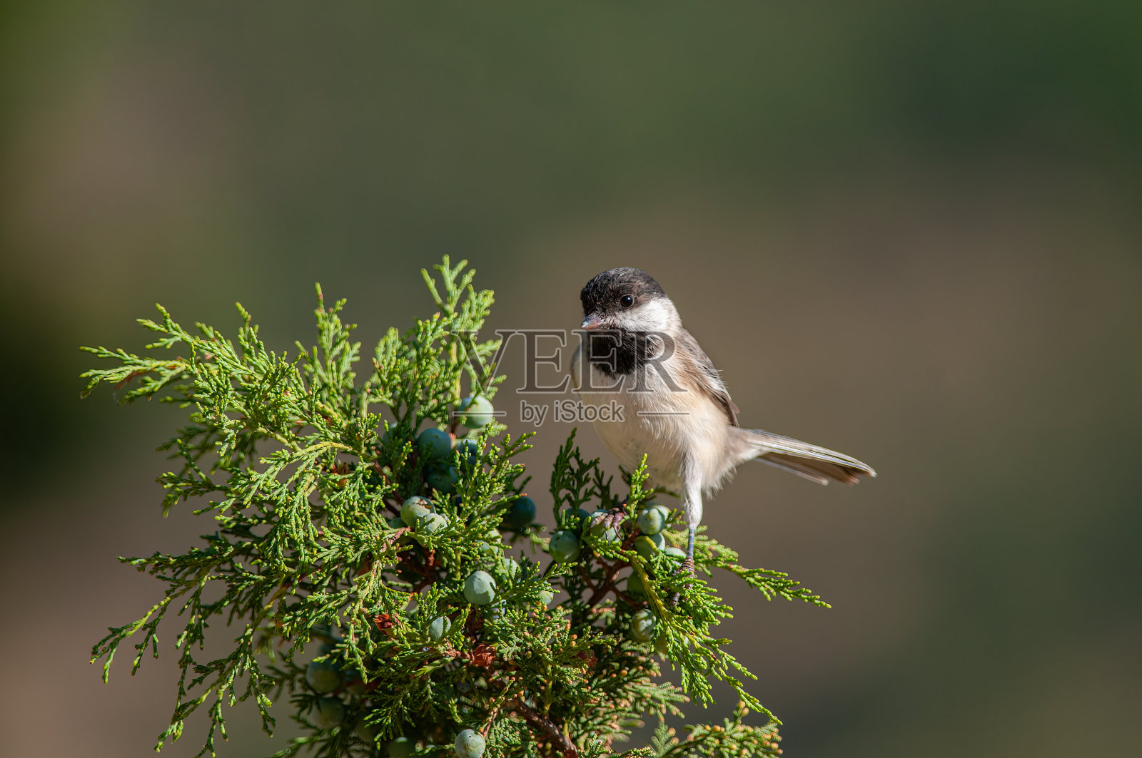刺柏枝上阴沉的山雀。模糊的自然背景。又小又可爱，会唱歌的鸟。照片摄影图片