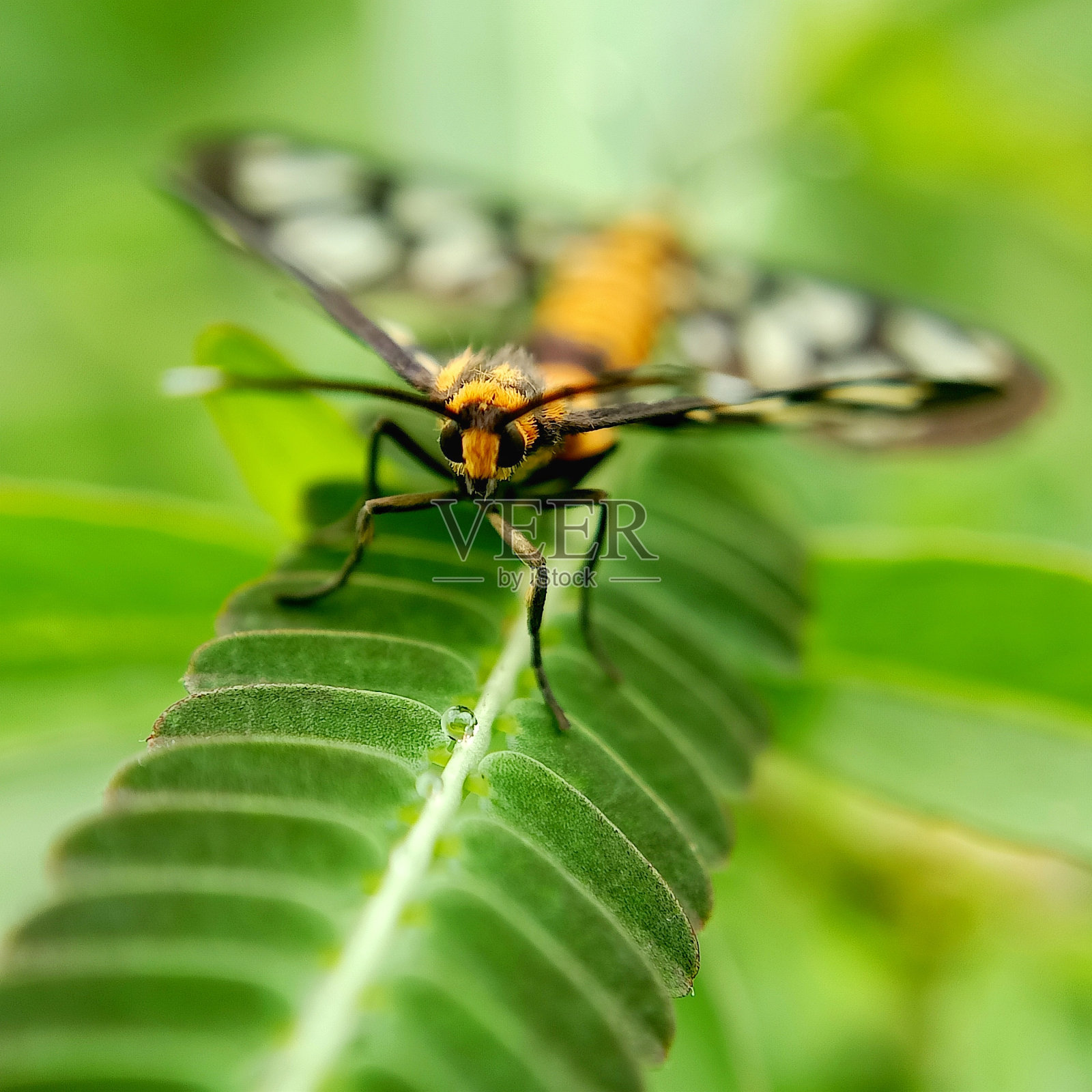 蛾照片摄影图片