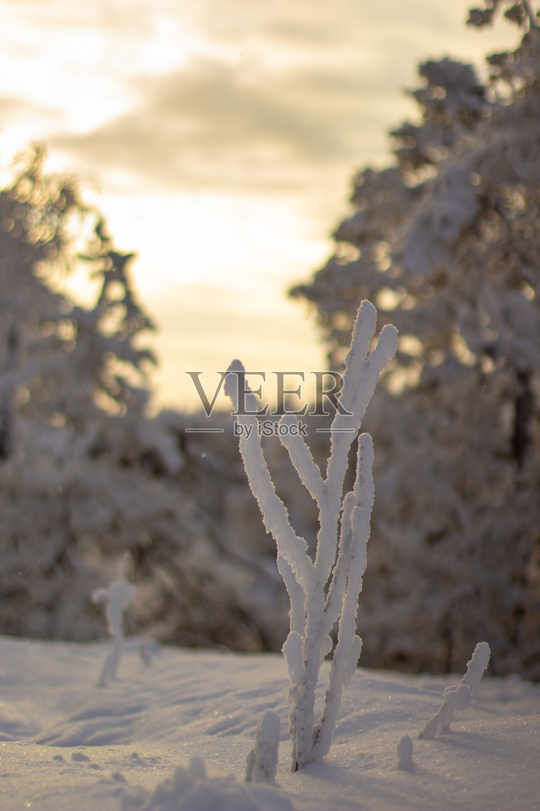 森林里美丽的冬日景色，白雪摇曳，阳光明媚。照片摄影图片