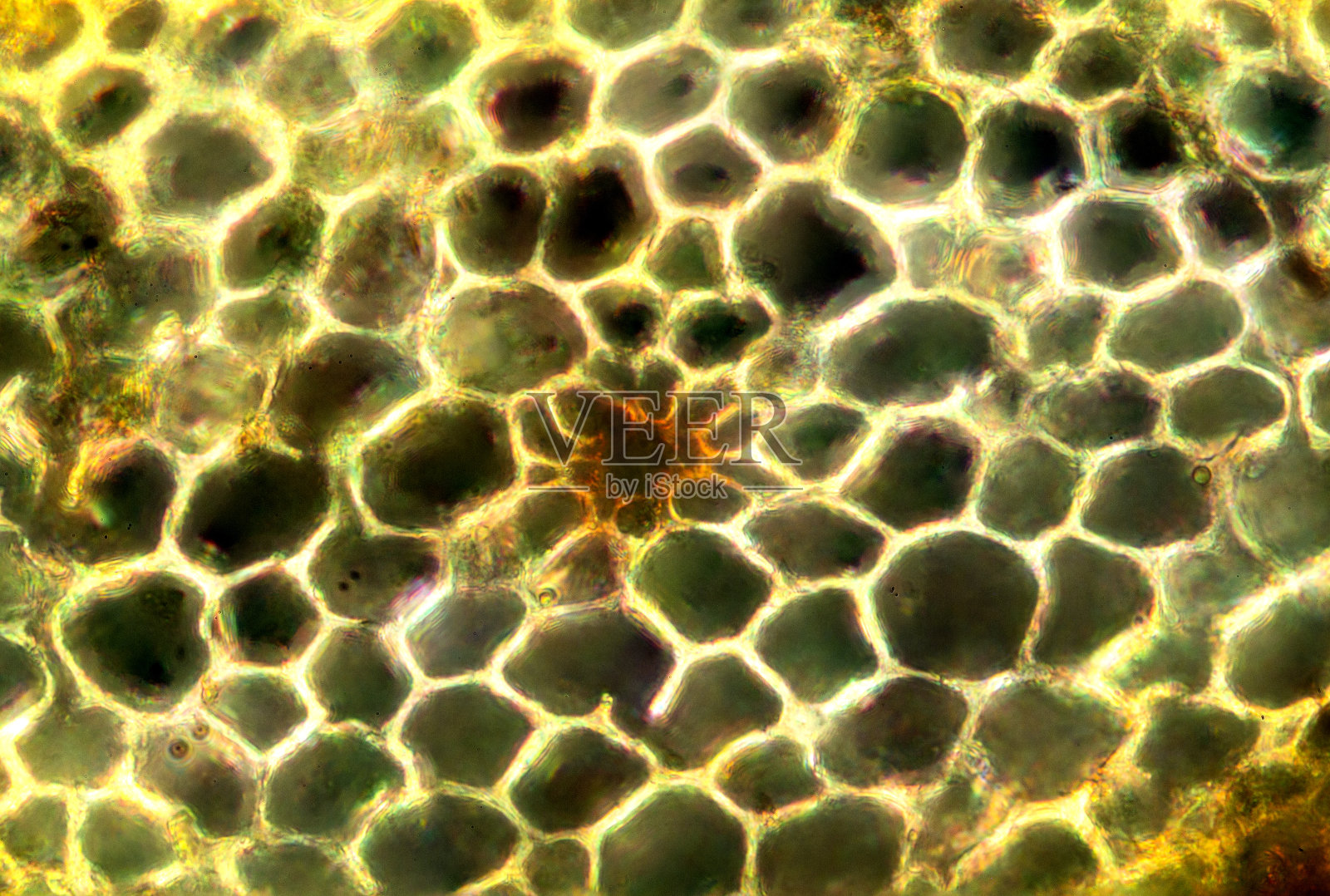 苔藓茎的横切面，带有极化。照片摄影图片