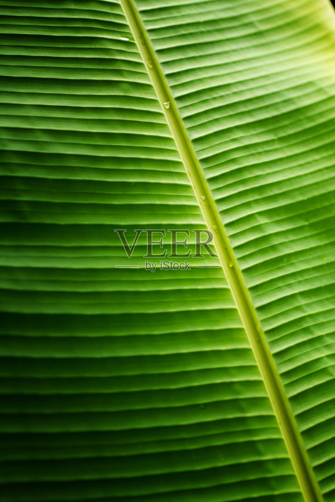 香蕉叶质地照片摄影图片