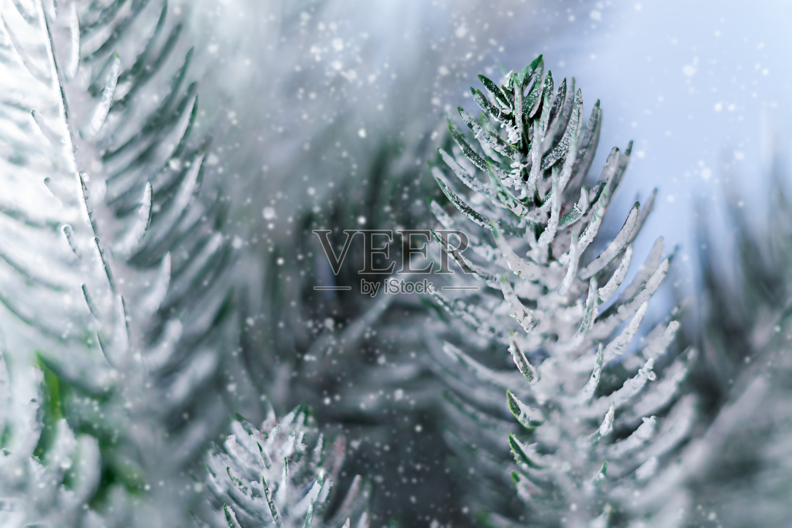 白雪覆盖的冷杉树枝图像。新年和圣诞节的概念照片摄影图片