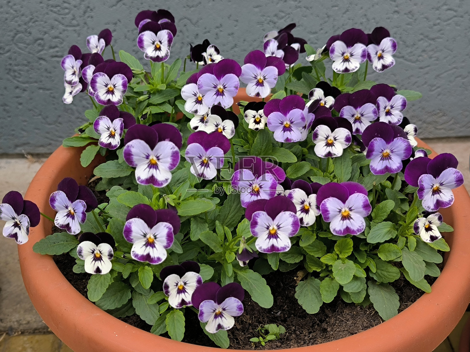 花盆里五颜六色的三色堇照片摄影图片