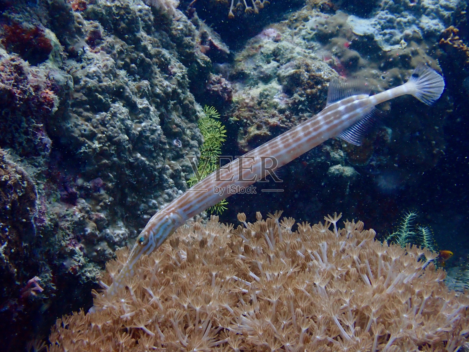 喇叭鱼在软珊瑚中觅食。照片摄影图片