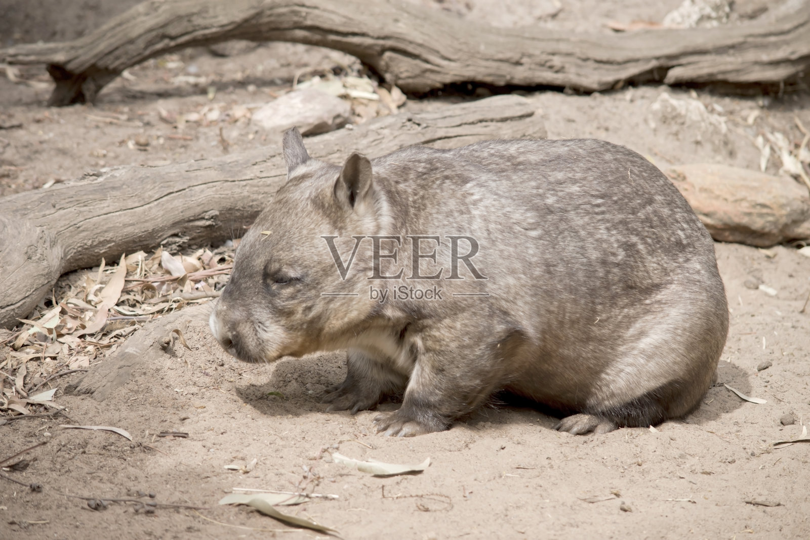 这是毛鼻袋熊的侧视图照片摄影图片