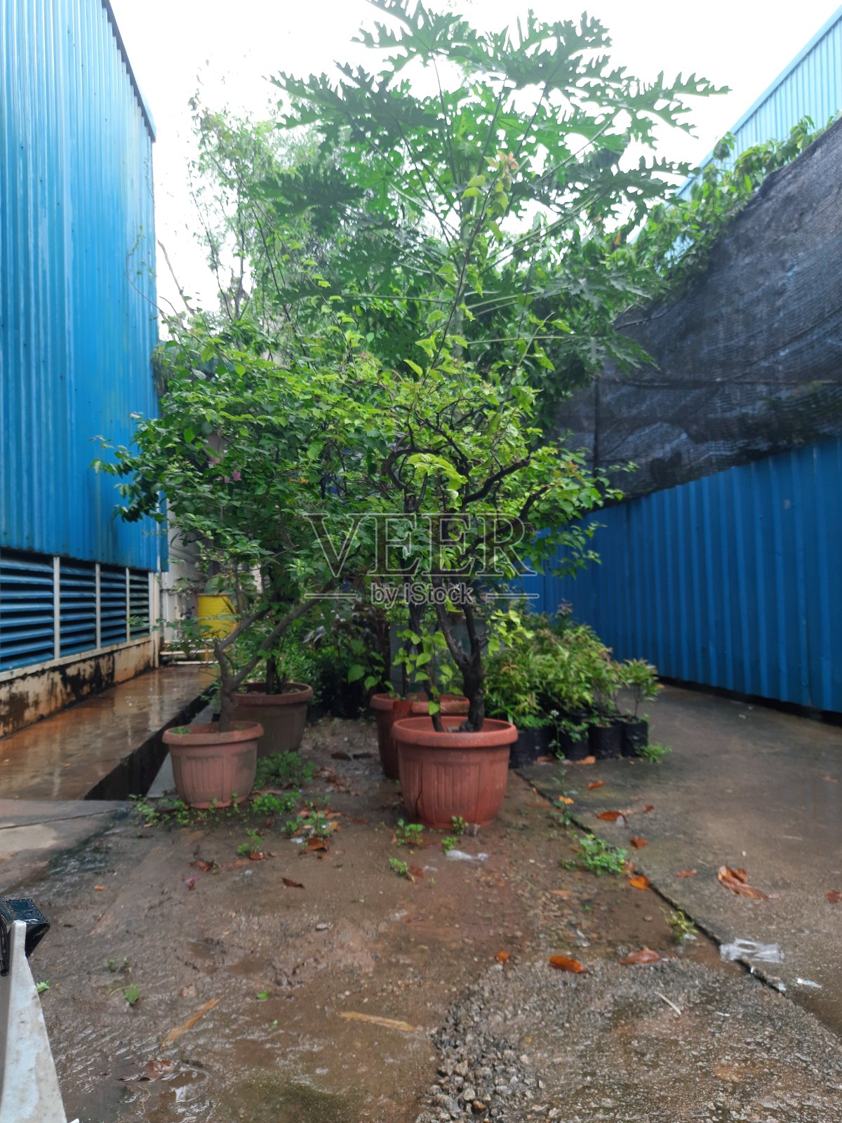 一些观赏植物照片摄影图片