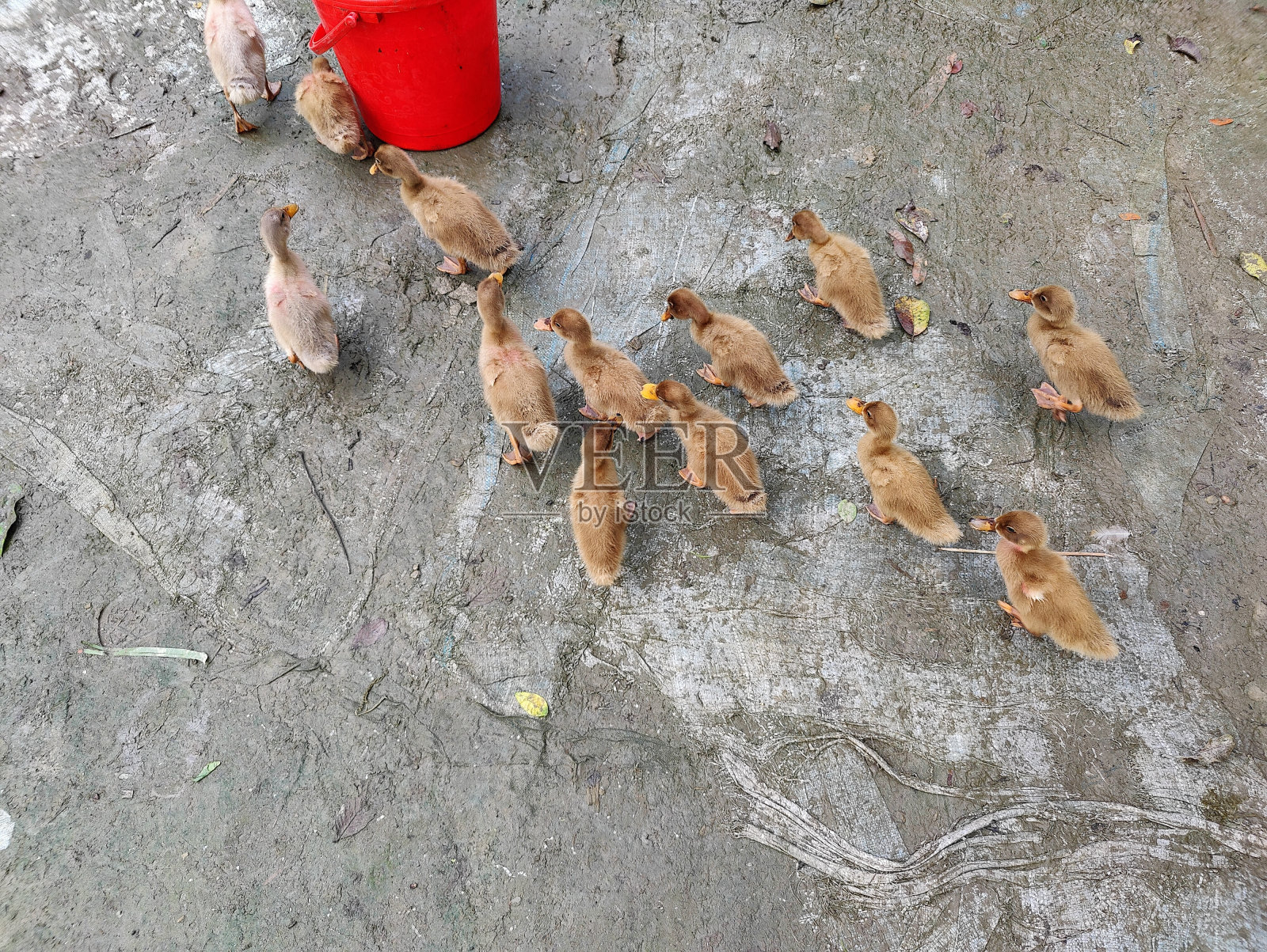 婴儿鸭照片摄影图片