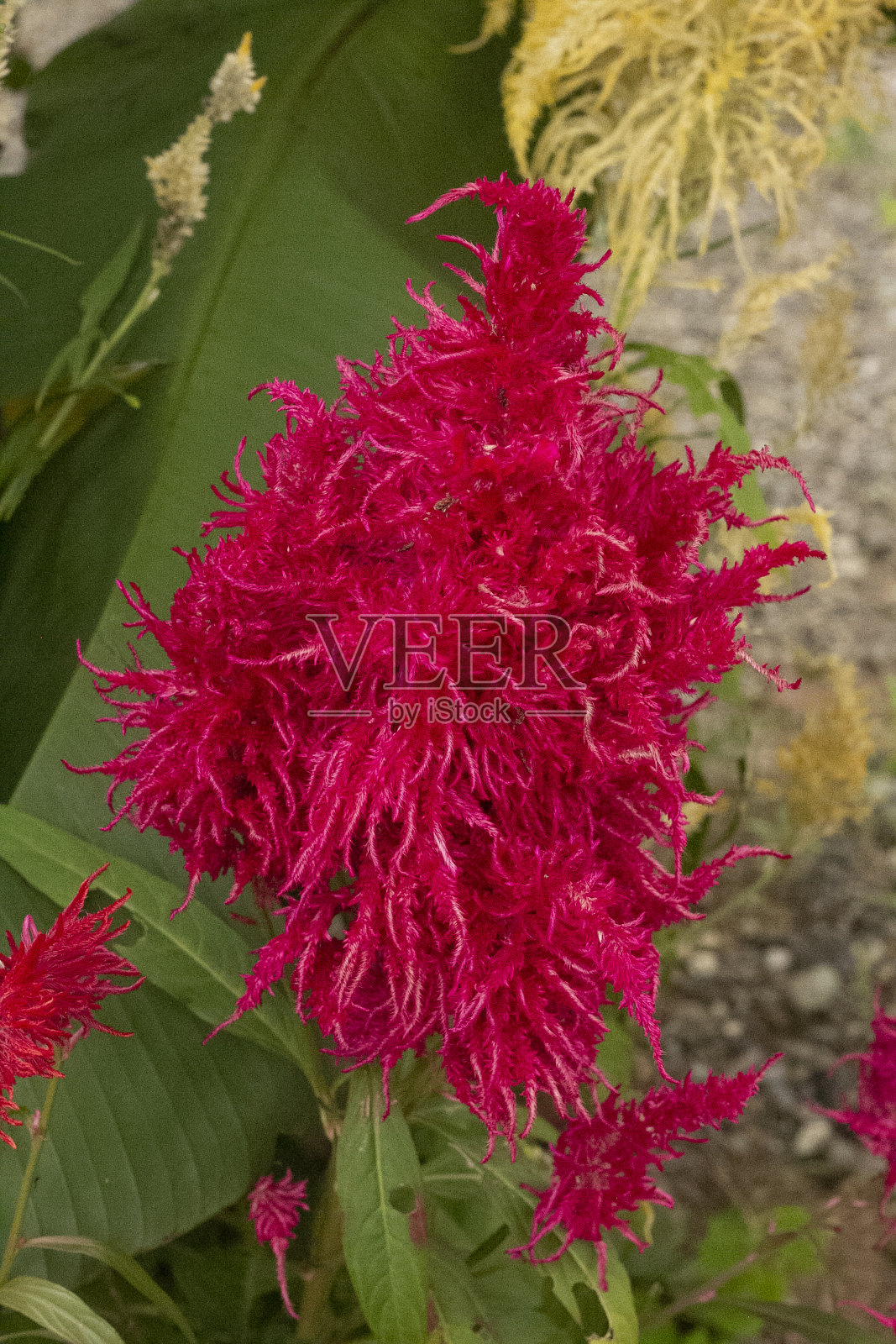 红芹照片摄影图片