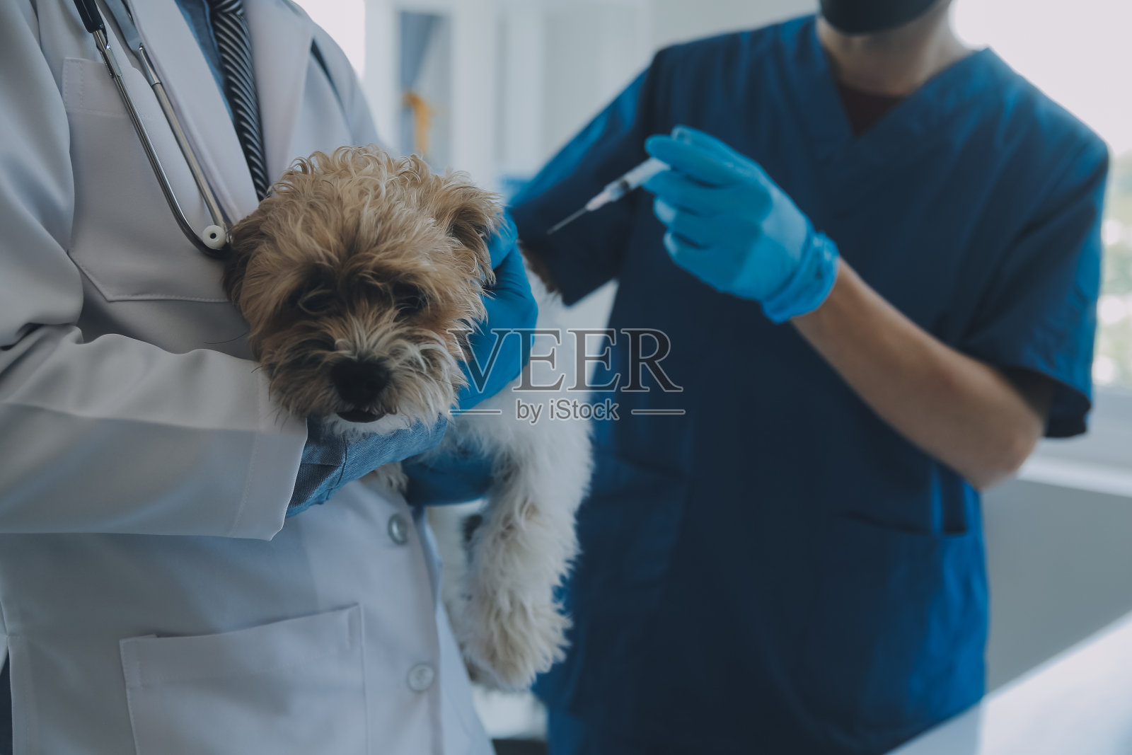 兽医检查狗和猫。小狗和小猫在看兽医。动物诊所。宠物检查及接种疫苗。卫生保健。照片摄影图片