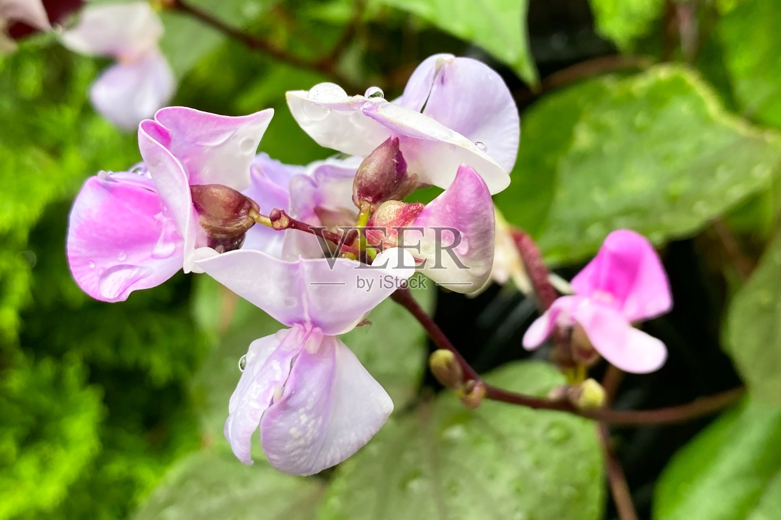 一种豆科植物(龙葵)的紫色和白色花朵。照片摄影图片