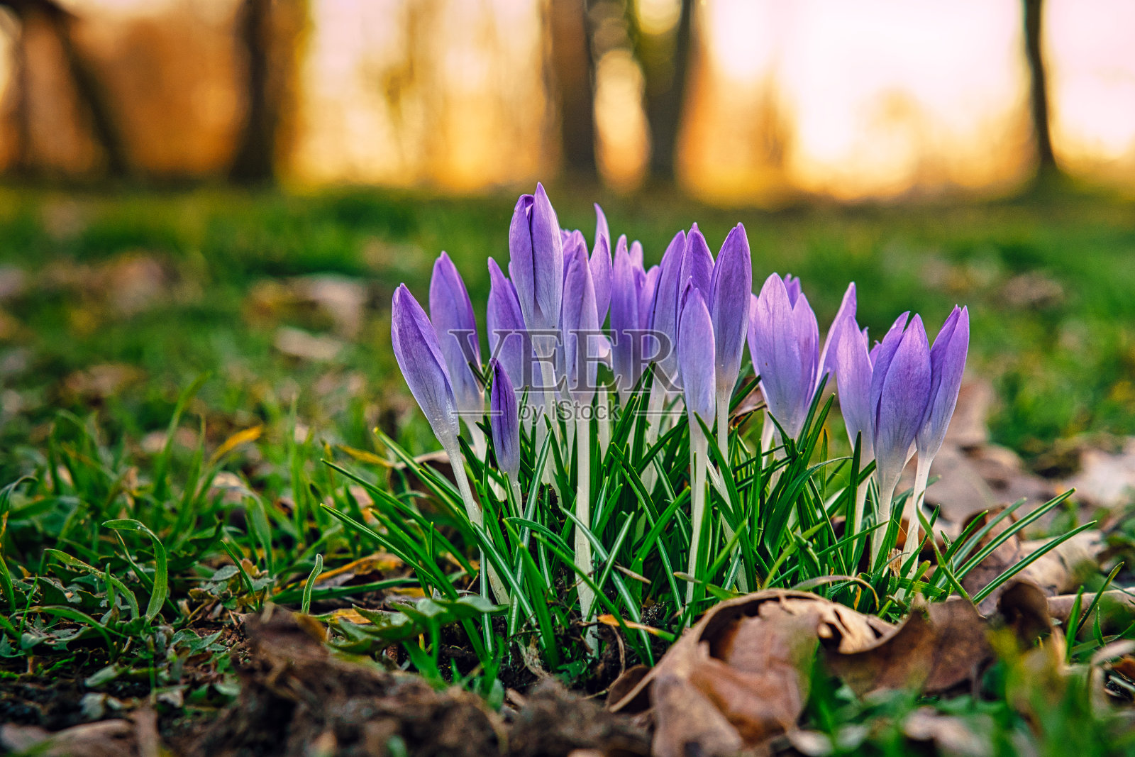 草地上的番红花，精致，背景略模糊。照片摄影图片