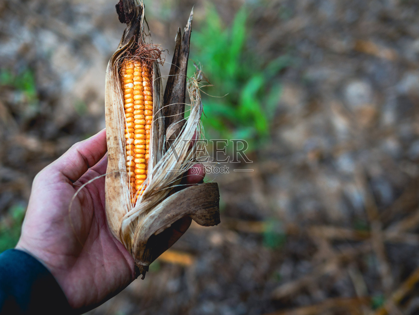 农民手里拿着收获的干玉米芯特写照片摄影图片