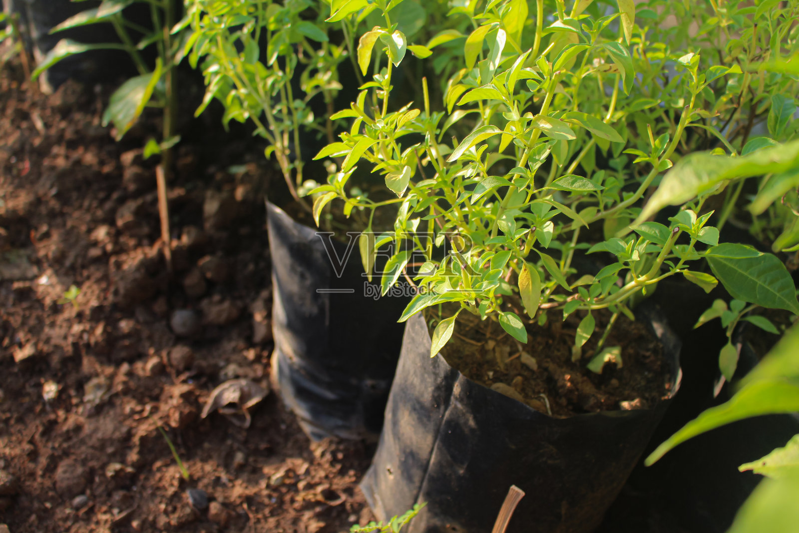 罗勒树栽在塑料袋里照片摄影图片