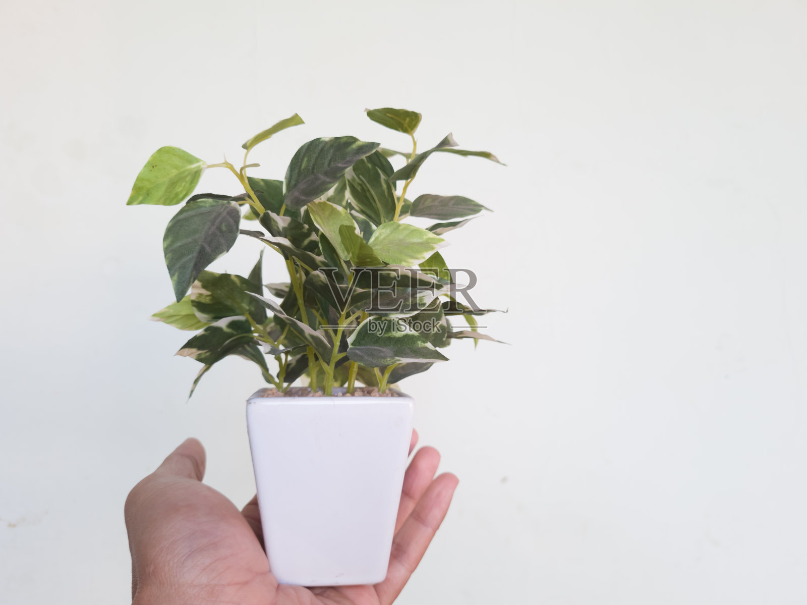 白色花盆里的植物照片摄影图片