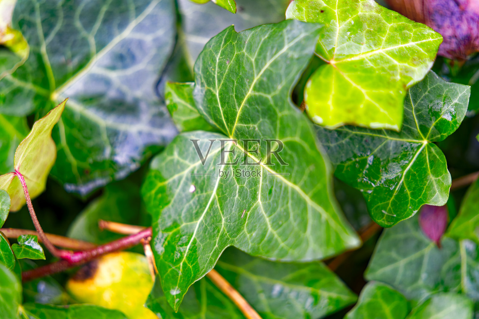 瑞士小镇花园中美丽绿叶的爬行植物特写。照片摄影图片