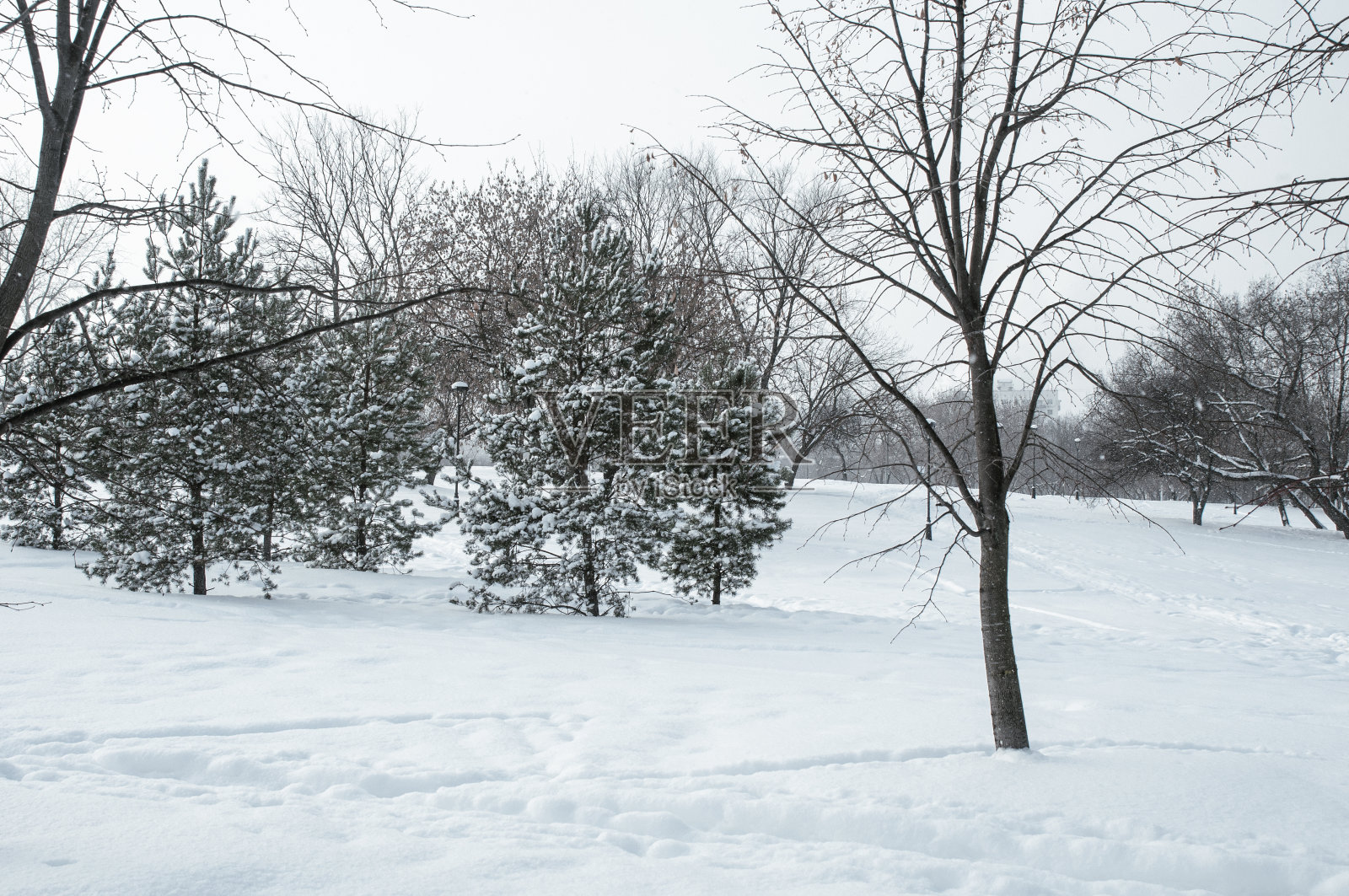 冬季公园内的松树景观照片摄影图片