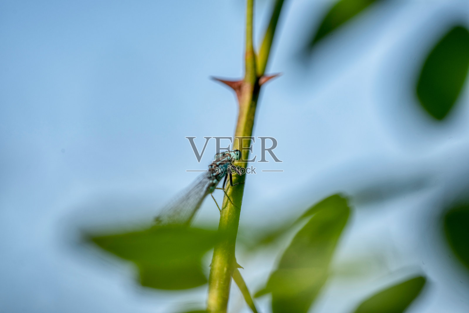琥珀蜗牛，琥珀腐螺，叶子上的壳照片摄影图片