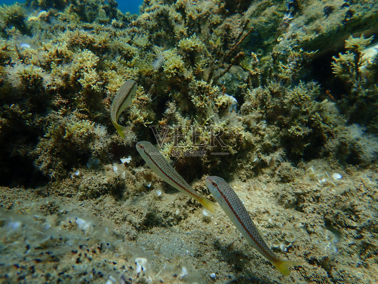 有条纹的红鲻鱼或鲻鱼(Mullus surmuletus)，产于爱琴海海底照片摄影图片