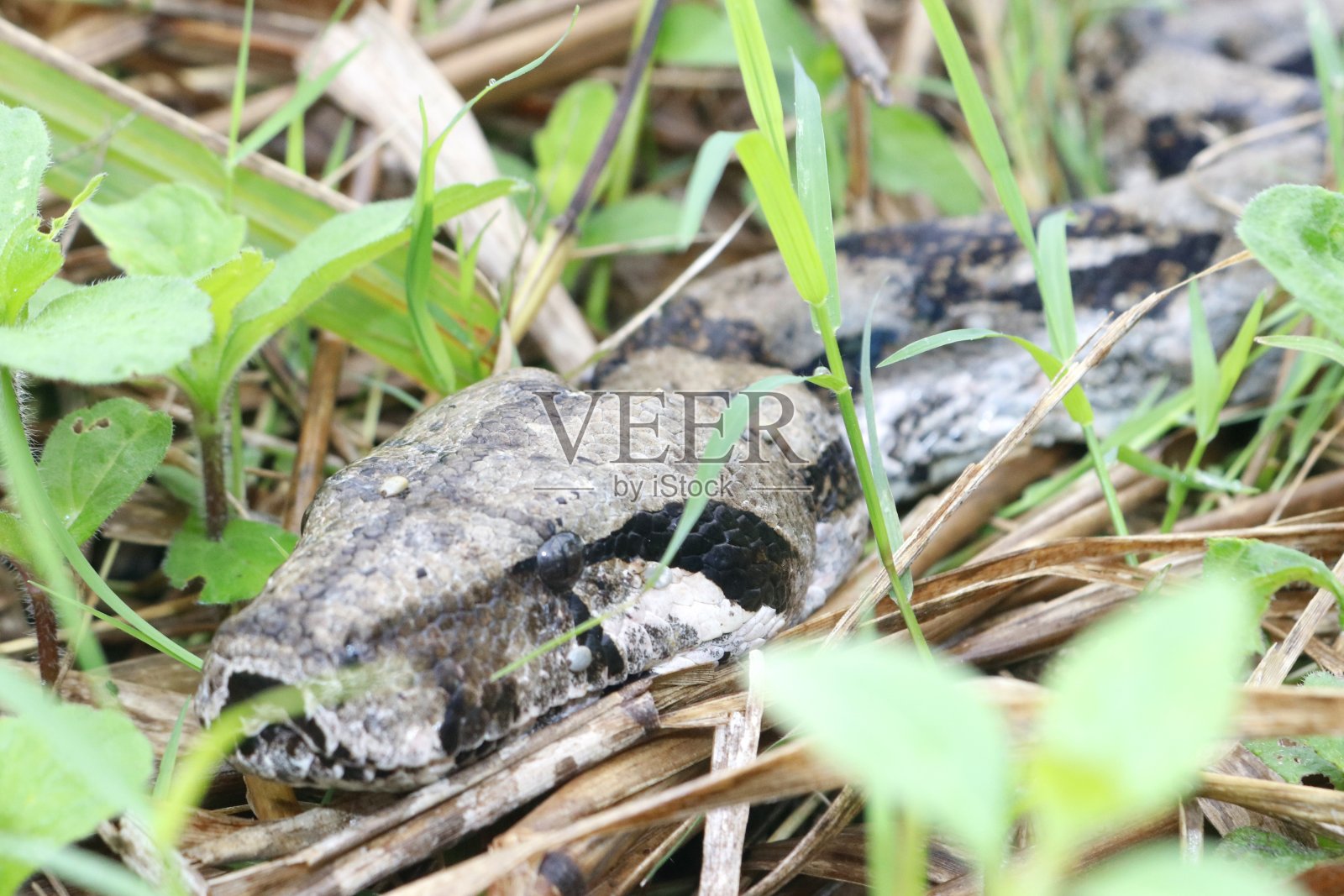 蟒蛇照片摄影图片