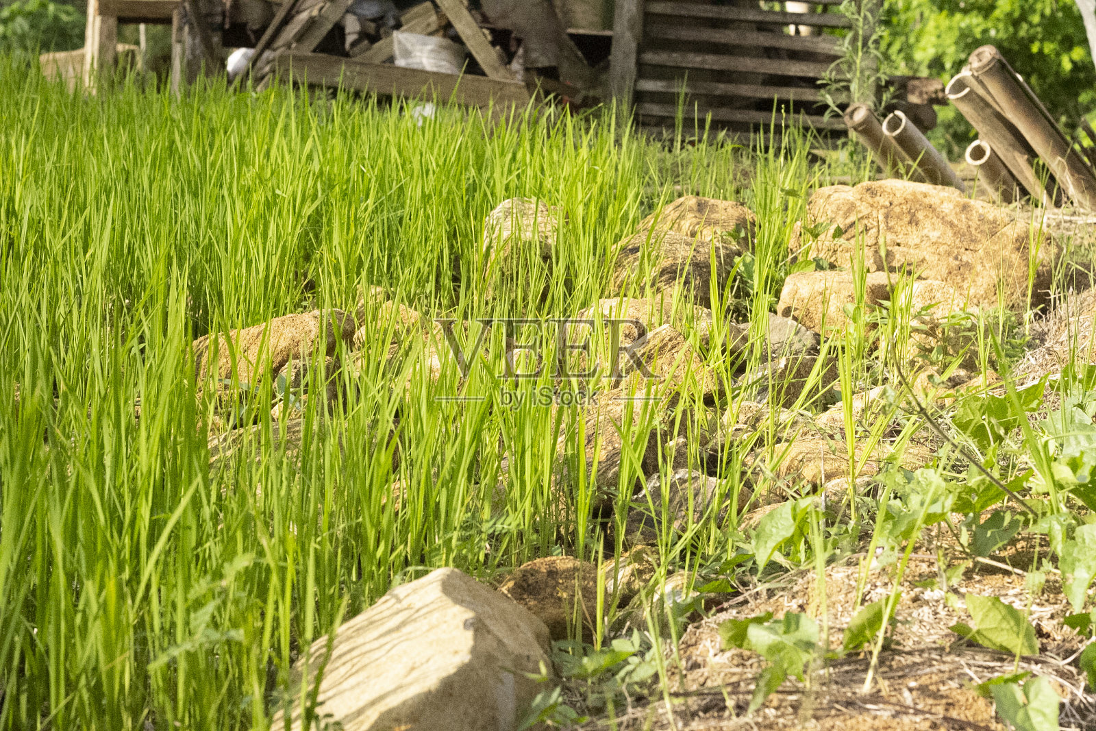 绿草之间的褐色岩石照片摄影图片