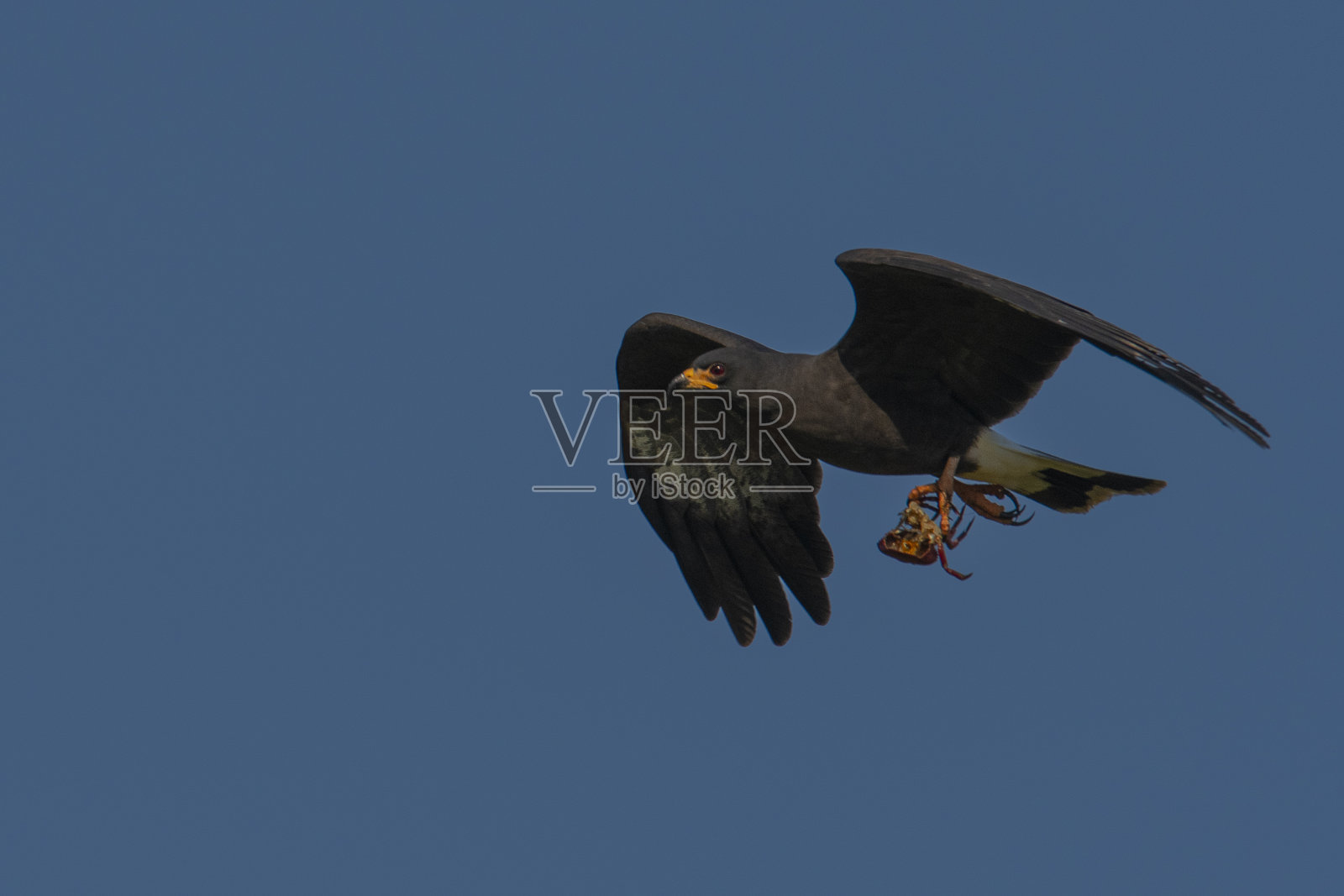 蜗牛风筝，伊比利亚沼泽国家公园，科连特斯省，巴塔哥尼亚，阿根廷。照片摄影图片